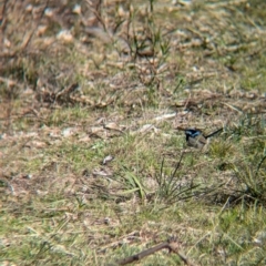 Malurus cyaneus (Superb Fairywren) at Tarcutta, NSW - 30 Jul 2024 by Darcy