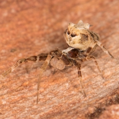 Philoponella congregabilis (Social house spider) at Melba, ACT - 31 Jul 2024 by kasiaaus