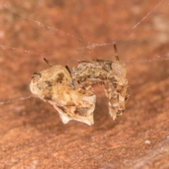 Philoponella congregabilis at Melba, ACT - 31 Jul 2024 01:29 PM