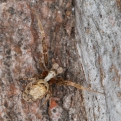 Philoponella congregabilis at Melba, ACT - 31 Jul 2024 01:29 PM