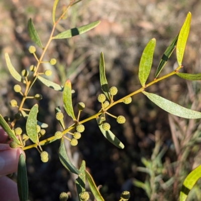 Acacia verniciflua (Varnish Wattle) at Tarcutta, NSW - 30 Jul 2024 by Darcy