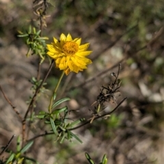 Xerochrysum viscosum (Sticky Everlasting) at Tarcutta, NSW - 30 Jul 2024 by Darcy