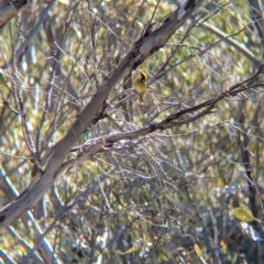 Lichenostomus melanops (Yellow-tufted Honeyeater) at Tarcutta, NSW - 30 Jul 2024 by Darcy