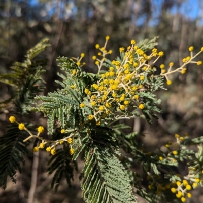 Acacia dealbata subsp. dealbata (Silver Wattle) at Tarcutta, NSW - 30 Jul 2024 by Darcy