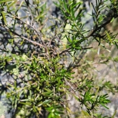 Ozothamnus conditus (Pepper Everlasting) at Cotter River, ACT - 5 Dec 2023 by BethanyDunne