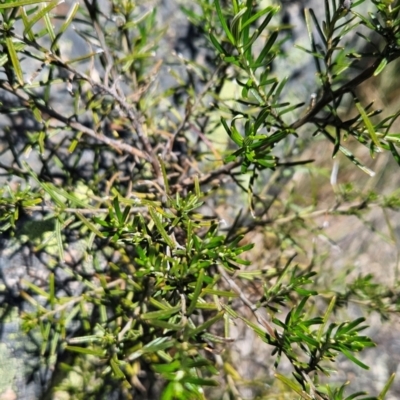 Ozothamnus conditus (Pepper Everlasting) at Cotter River, ACT - 5 Dec 2023 by BethanyDunne