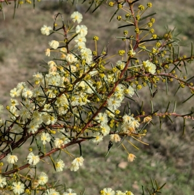 Acacia genistifolia (Early Wattle) at Tarcutta, NSW - 30 Jul 2024 by Darcy