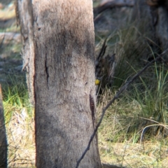 Eopsaltria australis (Eastern Yellow Robin) at Tarcutta, NSW - 30 Jul 2024 by Darcy