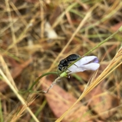 Lasioglossum (Chilalictus) sp. (genus & subgenus) (Halictid bee) at Higgins, ACT - 20 Nov 2023 by Jennybach