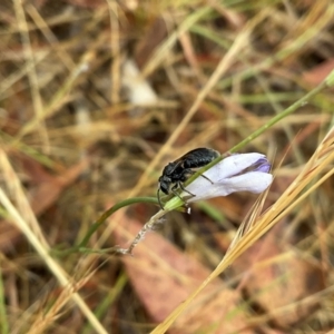 Lasioglossum (Chilalictus) sp. (genus & subgenus) at Higgins, ACT - 21 Nov 2023 08:57 AM