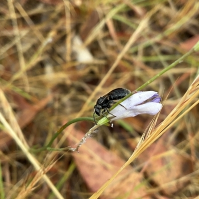 Lasioglossum (Chilalictus) sp. (genus & subgenus) (Halictid bee) at Higgins, ACT - 20 Nov 2023 by Jennybach