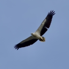 Haliaeetus leucogaster (White-bellied Sea-Eagle) at North Haven, NSW - 27 Nov 2023 by KorinneM