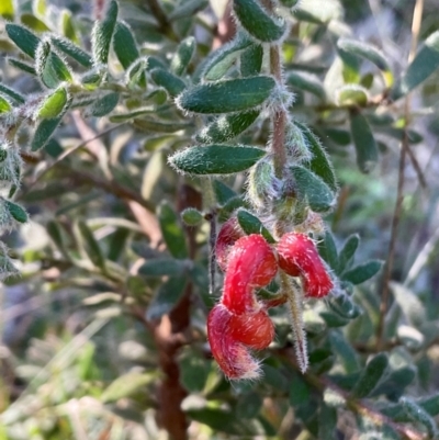 Grevillea alpina (Mountain Grevillea / Cat's Claws Grevillea) at Yarralumla, ACT - 26 Aug 2023 by Jennybach