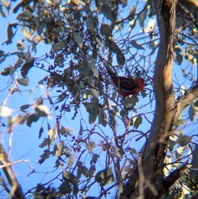 Platycercus elegans (Crimson Rosella) at Tarcutta, NSW - 30 Jul 2024 by Darcy