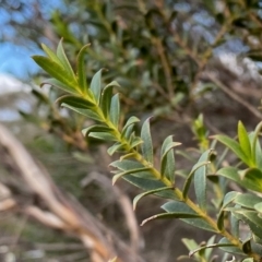 Eucalyptus recurva (Mongarlowe Mallee) at Mongarlowe, NSW - 23 Mar 2020 by LisaH