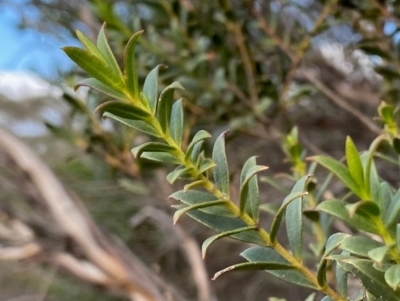 Eucalyptus recurva (Mongarlowe Mallee) at Mongarlowe, NSW - 23 Mar 2020 by LisaH