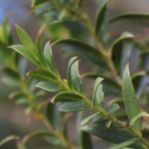 Eucalyptus recurva at Mongarlowe, NSW - suppressed