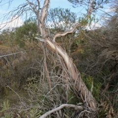 Eucalyptus recurva at Mongarlowe, NSW - suppressed