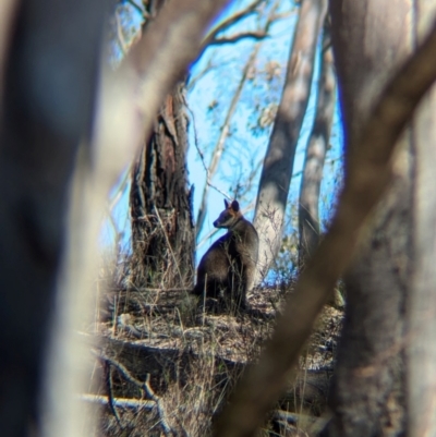 Wallabia bicolor (Swamp Wallaby) at Tarcutta, NSW - 31 Jul 2024 by Darcy