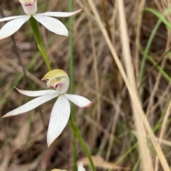 Caladenia moschata (Musky Caps) at Aranda, ACT - 11 Nov 2022 by Jennybach