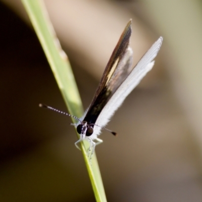 Candalides xanthospilos (Yellow-spotted Blue) at Camden Head, NSW - 27 Nov 2023 by KorinneM