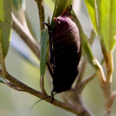 Unidentified Cockroach (Blattodea, several families) at Camden Head, NSW - 27 Nov 2023 by KorinneM