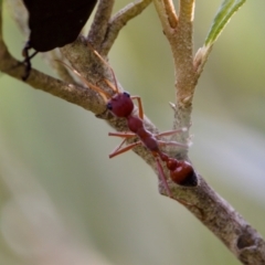 Myrmecia gulosa (Red bull ant) at Camden Head, NSW - 27 Nov 2023 by KorinneM