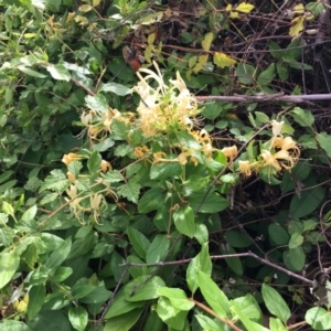 Lonicera japonica at Cook, ACT - 8 Feb 2024