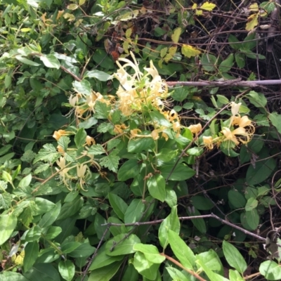 Lonicera japonica (Japanese Honeysuckle) at Cook, ACT - 8 Feb 2024 by dwise