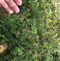 Acaena novae-zelandiae (Bidgee Widgee) at Cook, ACT - 8 Feb 2024 by dwise