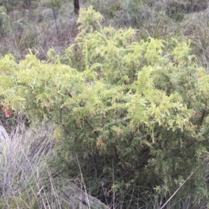 Grevillea alpina at Aranda, ACT - 10 Feb 2024 06:23 PM