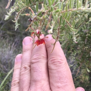 Grevillea alpina at Aranda, ACT - 10 Feb 2024 06:23 PM