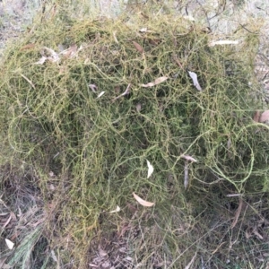 Cassytha pubescens at Aranda, ACT - 10 Feb 2024