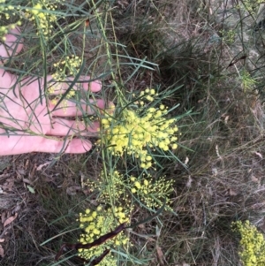 Acacia boormanii at Aranda, ACT - 10 Feb 2024