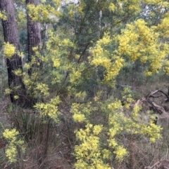 Acacia boormanii at Aranda, ACT - 10 Feb 2024