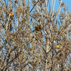 Trichoglossus moluccanus (Rainbow Lorikeet) at Downer, ACT - 1 Aug 2024 by RobertD