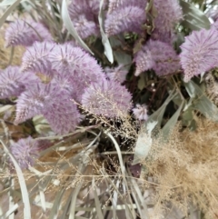 Ptilotus exaltatus (Pink Mulla Mulla) at Cloncurry, QLD - 2 Aug 2024 by AliClaw