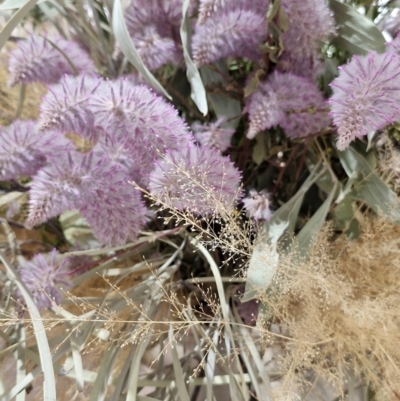 Ptilotus exaltatus (Pink Mulla Mulla) at Cloncurry, QLD - 2 Aug 2024 by AliClaw