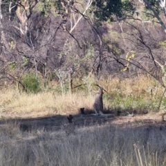 Osphranter rufus (Red Kangaroo) at Mount Isa, QLD - 1 Aug 2024 by AliClaw