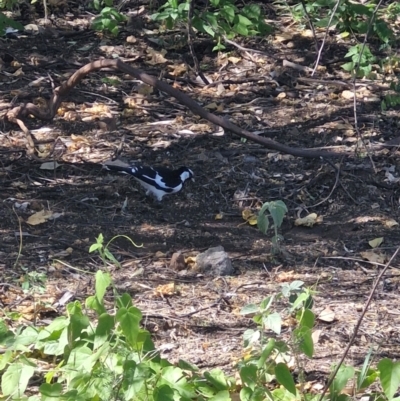 Grallina cyanoleuca (Magpie-lark) at Mount Isa, QLD - 1 Aug 2024 by AliClaw