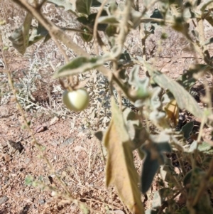 Solanum (genus) at Mount Isa, QLD - 1 Aug 2024 11:35 AM