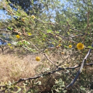 Vachellia farnesiana at Mount Isa, QLD - 31 Jul 2024 02:44 PM