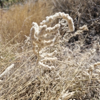 Aerva javanica (Kapok Bush) at Mount Isa, QLD - 31 Jul 2024 by AliClaw