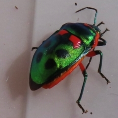 Scutiphora pedicellata at Narrabundah, ACT - 31 Jul 2024 10:26 AM