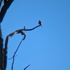 Falco cenchroides (Nankeen Kestrel) at Tarcutta, NSW - 1 Aug 2024 by Darcy