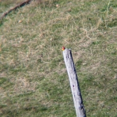 Platycercus eximius (Eastern Rosella) at Tarcutta, NSW - 1 Aug 2024 by Darcy