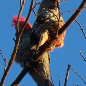 Callocephalon fimbriatum at Narrabundah, ACT - suppressed