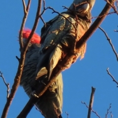 Callocephalon fimbriatum at Narrabundah, ACT - suppressed