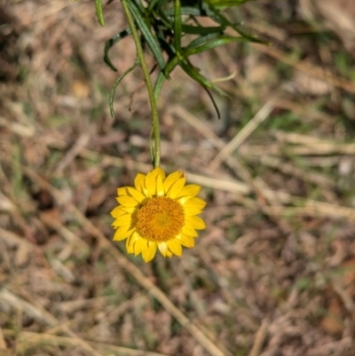 Xerochrysum viscosum (Sticky Everlasting) at Tarcutta, NSW - 1 Aug 2024 by Darcy