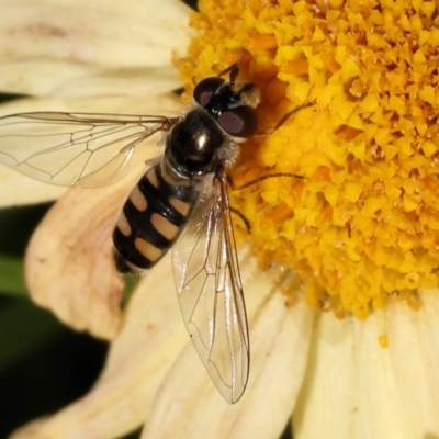 Melangyna collata (A hover fly) at West Wodonga, VIC - 30 Jul 2024 by KylieWaldon